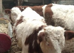 国产牛牛,探寻中国牛肉产业的崛起之路