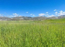 青青草原国产,绿色生态与和谐发展的奇迹之旅